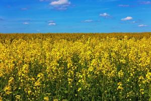 blomning raps fält och blå himmel med vit moln foto