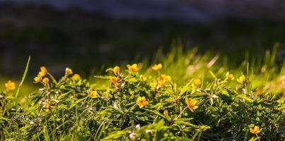 anemon ranunculoides panorama- bakgrund foto