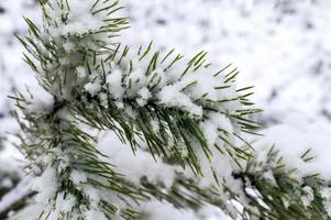 stänga upp av gren av tall träd i snö. vinter- snö bakgrund foto
