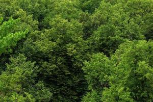 topp av sommar grön lind skog fast lövverk mönster bakgrund foto
