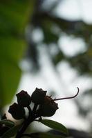 senggani eller melastom frukt, blommor och löv är Begagnade för medicin och naturlig mat färg foto