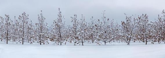 vinter- äpple trädgård panorama med snö på molnig dagsljus foto