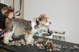 händer av kvinna groomer gör en ras frisyr med trimmer av yorkshire terrier i grooming salong. använda sig av av verktyg för kammande ull. professionell djur- sällskapsdjur vård begrepp. närbild med kopia Plats för text foto