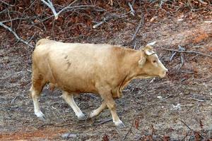 en besättning av kor beta i en skog clearing i nordlig israel. foto