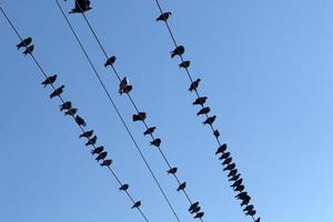 fåglar sitta på trådar bärande elektricitet. foto