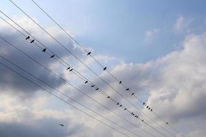 fåglar sitta på trådar bärande elektricitet. foto