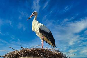 vit stork på bo med blå himmel foto