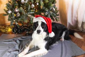 rolig söt valp hund gräns collie bär jul kostym röd santa claus hatt liggande ner nära jul träd på Hem inomhus. förberedelse för Semester. Lycklig glad jul begrepp. foto