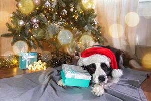 rolig söt valp hund gräns collie bär jul kostym röd santa claus hatt med gåva låda liggande ner nära jul träd på Hem inomhus. förberedelse för Semester. Lycklig glad jul begrepp. foto