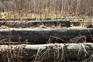 loggar de gammal torr gräs och buskar torr foto