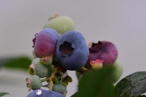 blåbär i olika stadier av mognad foto