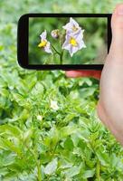 turist fotografier av potatis blommor på fält foto