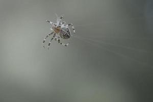 korsa Spindel i en Spindel webb, Lurking för byte. suddig bakgrund foto