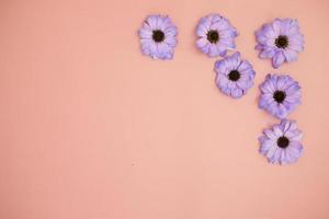 kreativ layout tillverkad med färgrik blommor mycket peri gerberor på en rosa bakgrund.banner med Plats för text. hälsning kort. kopia Plats för din text. foto