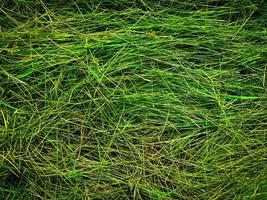 grön gräsmatta textur bakgrund. topp se. tapet för design foto