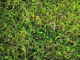 grön gräs textur bakgrund för arbete med kopia Plats foto