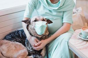 hund i medicinsk ansikte mask i händer av dess ägare. husdjur vård begrepp. gravid kvinna med hund i Kafé. foto