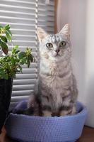 förtjusande fluffig grå tabby katt med grön ögon är Sammanträde på en katt säng nära till en fönster och pott växt och ser till de kamera. foto