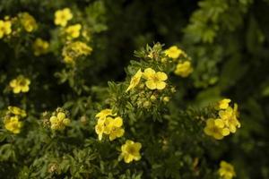 gul blommor i trädgård. växter i parkera. små blommor i sommar. foto