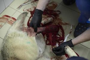 veterinär behandlar hundar Tass. läkare i svart handskar. blod i sällskapsdjur. foto