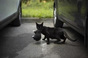 katt bär kattunge under bil. katt och kattunge. djur- kör genom parkering massa. foto