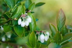 blåbär blomma, blåbär buske med vit blommor närbild foto