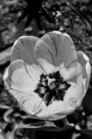 en närmare se på de inuti av en gul tulpan, foto tillverkad i svart och vit