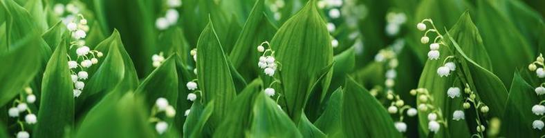 liljor av de dal bakgrund, vår blommor bred baner foto