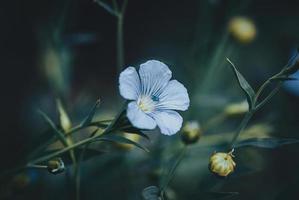 blå lin blomma på natt, lynnig natur bakgrunder foto