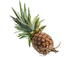 ananas på vit bakgrund foto