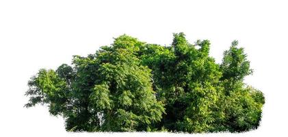 grön träd isolerat på vit bakgrund. är skog och lövverk i sommar för både utskrift och webb sidor foto