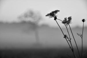 gråskala av vildblommor foto