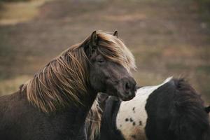 närbild av hästar foto