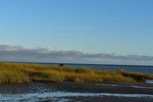 fängslande se av lång strand gräs strömmande med de vind foto