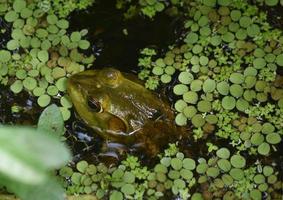 bra se på en bullfrog i de louisiana träsk foto