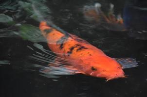 mörk orange koi fisk simning under de vatten foto