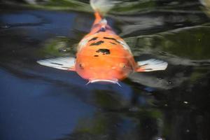 direkt se in i ett orange koi karp foto