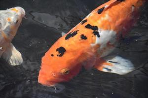 fick syn på svart och orange koi fisk i en damm foto