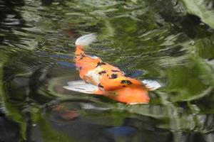 koi fisk simning längs under vatten i aruba foto