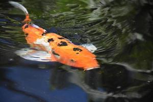 fick syn på svart vit och orange koi fisk foto