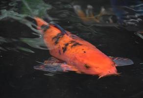Fantastisk lysande orange koi fisk under vatten foto