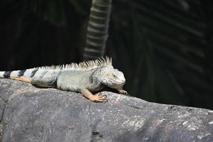 leguan uppvärmningen i de solsken i de tropikerna foto