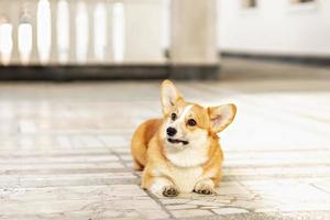 en rödhårig corgi hund på en promenad foto