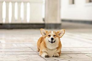 en rödhårig corgi hund på en promenad foto