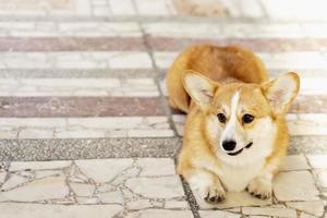 en rödhårig corgi hund på en promenad foto