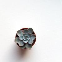 små blå saftig echeveria i brun pott på vit bakgrund topp se foto