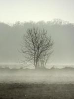 träd i ett fält täckt av dimma