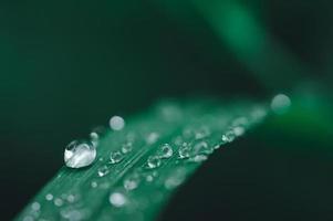vattendroppar grönt bladblad