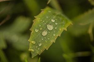 regndroppar på ett grönt blad foto