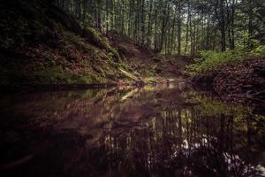 flod i en mörk skog foto